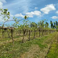 Verger de kiwi à Sablonceaux en Charente-Maritime.