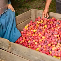Une caisse de prunes rouges et rosées, avec des bras touchant les prunes.
