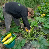 Agriculture bio / Benoit Vivien, agriculteur bio dans le Calvados. / culture maraÃ®chÃ¨re / cueillette de lÃ©gumes sous la ser