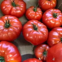Tomates côtelées dans un magasin de fruits et légumes.