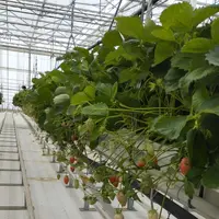La production de fraises devrait augmenter de 1900 tonnes en 2026, passant de 73 300  à 75 200 tonnes par rapport à 2025.
