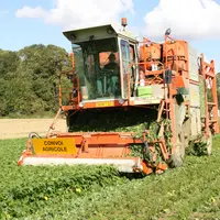 utomotrice pour la récolte des haricots verts et des flageolets. La machine transvide les haricots dans des camions pour un transfert sur la conserver