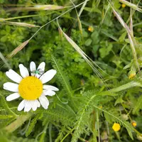 Bande fleurie composée notamment de marguerites, avec la présence d'un coléoptère pollinisateur de la famille des Oedemeridae.