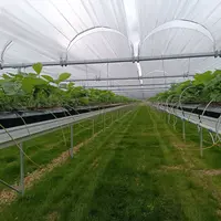 Pépinière de fraise, production de stolons à partir de plants mère en hors-sol développement atelier