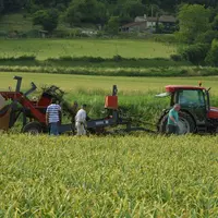 Récolte d'ail français