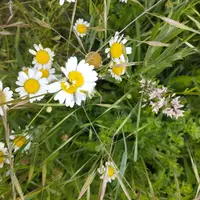 collecte semences végétation sauvage origine locale bande fleurie auxiliaire biodiversité