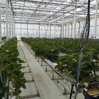 essai variétal fraise résilience changement climatique hausse température ctifl gard