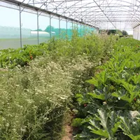 Plantes de service implantées dans une serre.