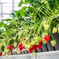 Variété de fraise Limore one issue d'un semis.