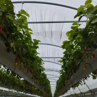 Production de fraises sous abri en Lot-et-Garonne