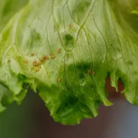 Salade infestée par de pucerons Nasonovia ribisnigri