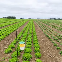 Un piége à phéromones disposé dans une parcelle de salades.