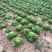 Un champ de salades à Villejust, dans l'Essonne.