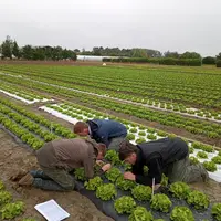essai biocontrôle puceron salade Nord Pôle Légumes région Nord PLRN