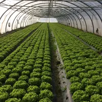 En salade sous abri, les paillages biodégradables permettent tout aussi bien de maîtriser les adventices qu'un paillage p