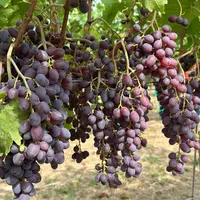 Raisin de variété Firestar
