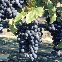 Raisin de table de variété Alphonse Lavallée.
