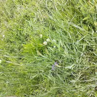 bande fleurie végétation sauvage locale arboriculture pomme verger auxiliaires pollinisateurs biodiversité bassins Massif armo