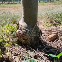 Point de greffe sur un pommier, dans le cadre d'un essai porte-greffes sur pommiers au centre CTIFL de Balandran dans le