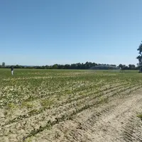 température sécheresse incendie canicule perte production économique légumes salade fraise carotte navet oignon ail échalotte<