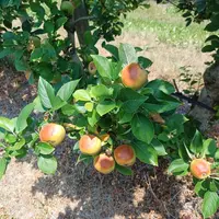 Un pommier en verger avec des pommes brûlé