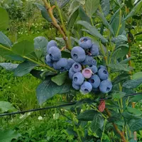 Un myrtillier en production.
