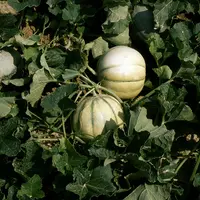 Légumes / Melons du Quercy au champ