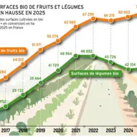 D’après les derniers chiffres de l’Agence Bio, les surfaces de fruits s’élèvent à 70 519 hectares en 2025 et à 43 022 hectares en légumes.
