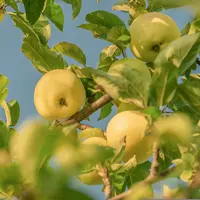 Branche de pommier avec des pommes jaunes.