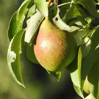 Photo de poire verte et marron sur une branche de poirier.