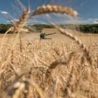 Moisson de blé en Eure-et-Loir