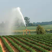 irrigation pomme de terre
