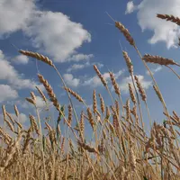 Le rendement moyen du blé tendre bio se situe autour de 25 q/ha en 2020.