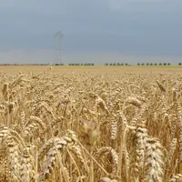 Parcelle de blé à la moisson (Eure-et-Loir)