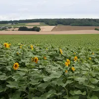 champ de tournesol en floraison