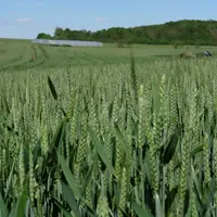Avec ce coup de chaud, les parcelles superficielles risquent de décrocher. Les parcelles profondes ou irriguées peuvent passer le cap sans trop de dég