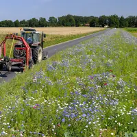 jachères fleuries en bord de champ