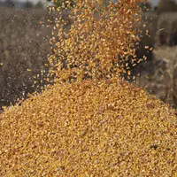 Grâce à des rendements records, la production française de maïs pourrait se hisser à 15,5 millions de tonnes contre 13,5 Mt il y a un an, malgré le re