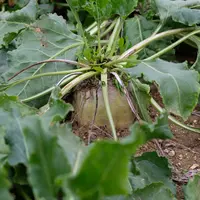 Betterave en agriculture biologique