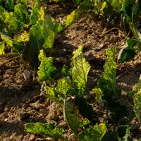 Betteraves touchées par la jaunisse en 2020 - La dérogation pour l'utilisation des néonicotinoïdes va s'accompagner de restrictions fortes concernant