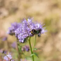 Le gouvernement vante un texte de protection des pollinisateurs « ambitieux mais pragmatique, attentif aux contraintes pour les conditions de travail
