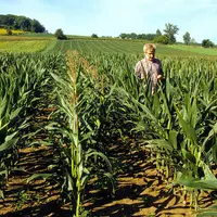 Un tiers des producteurs envisage de réduire ou d'arrêter la production de maïs semences.