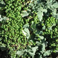 Contre les géranium sur colza, le métazachlore associé à d'autres molécules dans un programme herbicide constitue une solution de lutte satisfaisante.