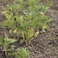 Le TS Wakil XL contribue à protéger la féverole de l'anthracnose (= ascochytose) au début de son développement.