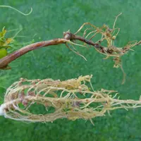 L'aphanomyces touche le système racinaire du pois et peut provoquer une destruction totale de la plante. © Terres Inovia