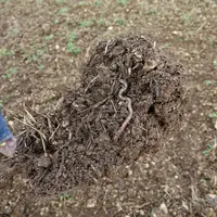 Le fort développement des lombrics en ACS contribue à améliorer la structure des sols.