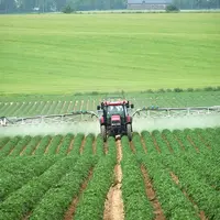 Près de la moitié des anti-mildiou homologués sur pomme de terre contiennent du mancozèbe. © V. Marmuse