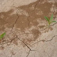Des betteraves en début de levée sont  vulnérables au gel. © C. Gloria