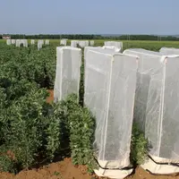Quatre nouvelles variétés de féverole de printemps sont inscrites dans le catalogue officiel en cette fin 2020. © C. Gloria