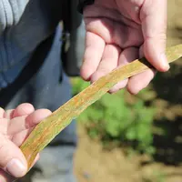 La résistance à la rouille brune et à la rouille jaune fait partie des caractères importants à retenir pour choisir des variétés de blé destinées à l'